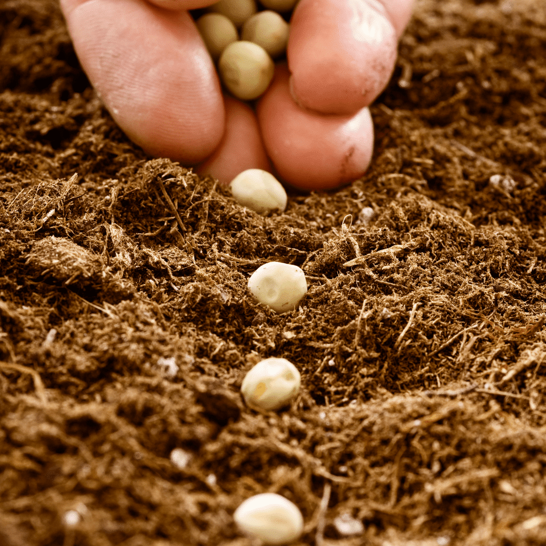 Planting the Future: Unveiling the Premier Seed Nursery of 2023 - Park Seed