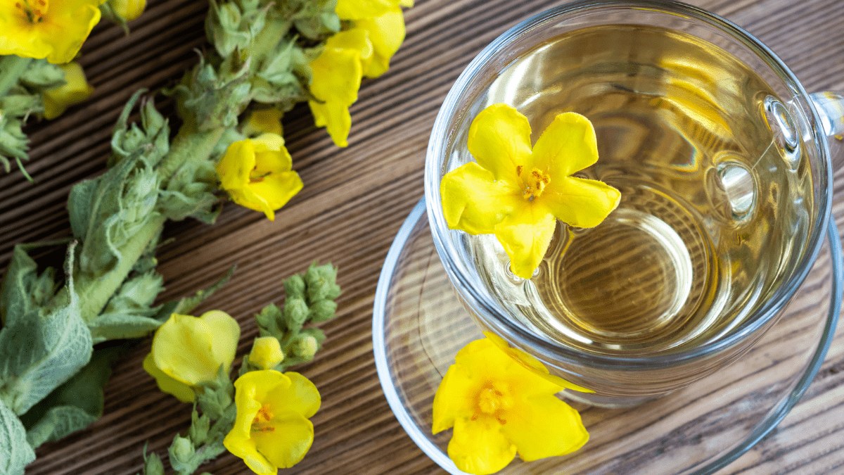 What's the Tea? Mullein Leaf benefits and uses