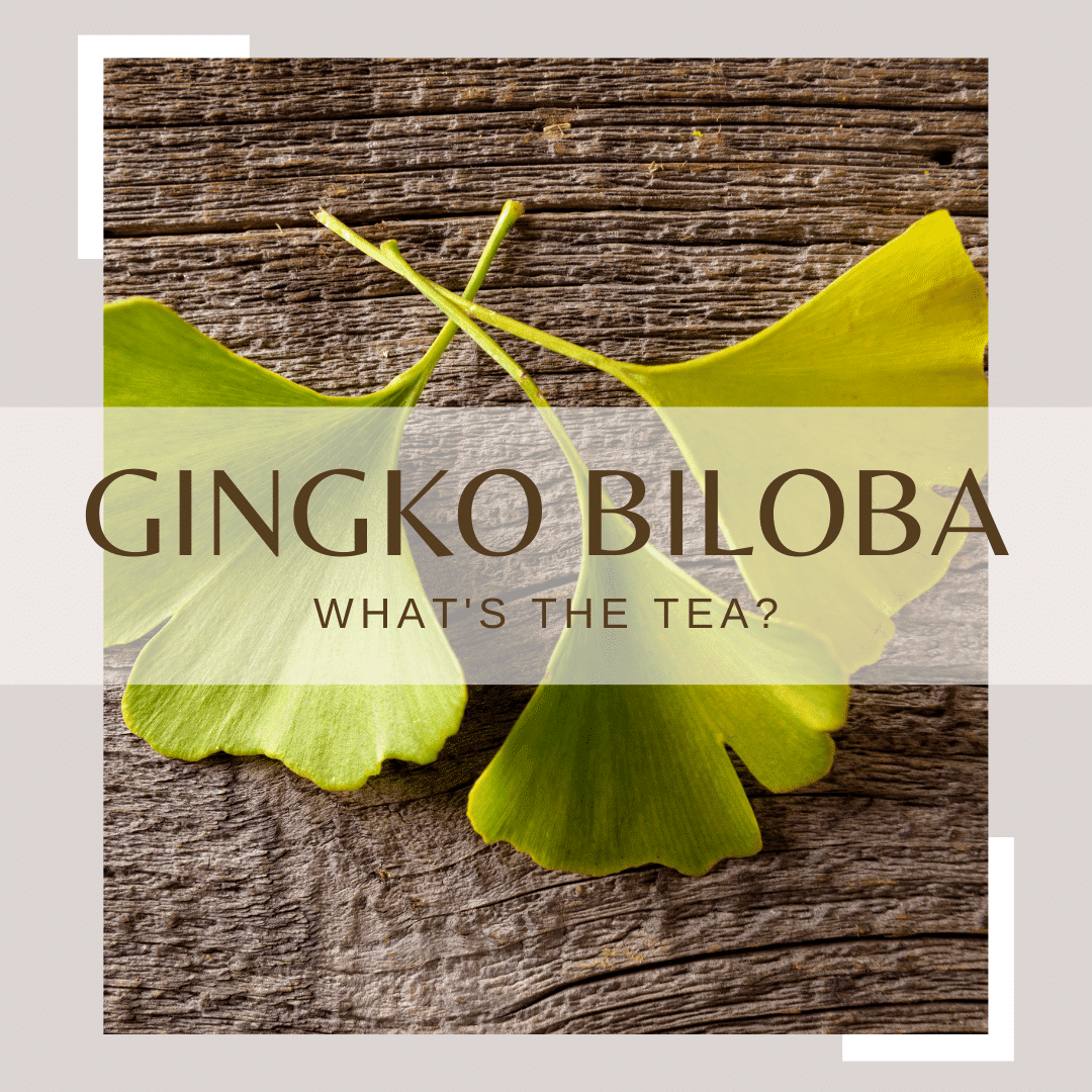 The Many Benefits and Uses of Gingko Biloba : What's The Tea?