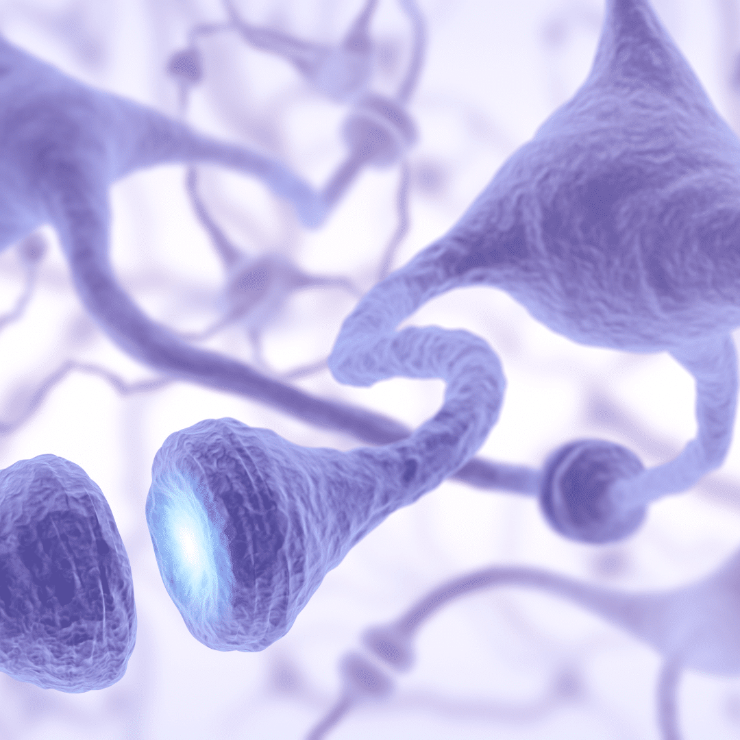 Powerhouse Herbs For Nerve Regeneration