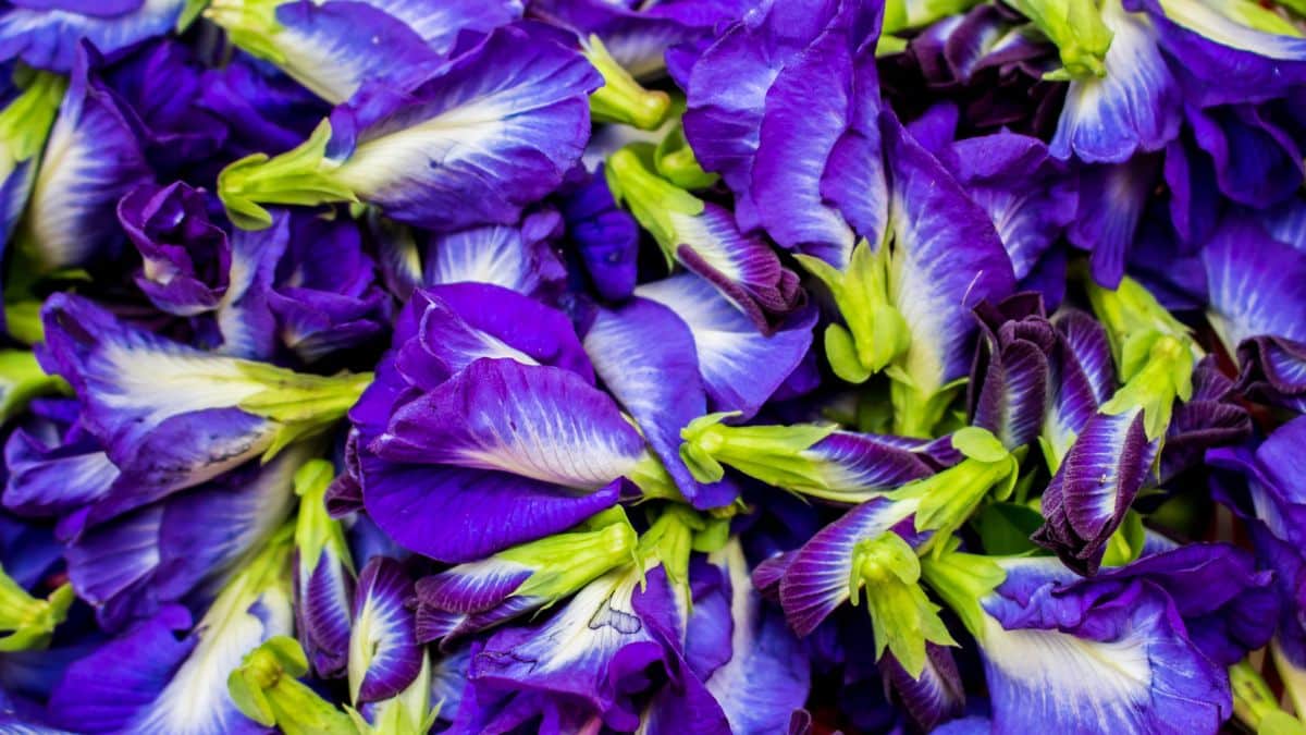 Unveiling the Wonders of Butterfly Pea Flower: Benefits and Uses